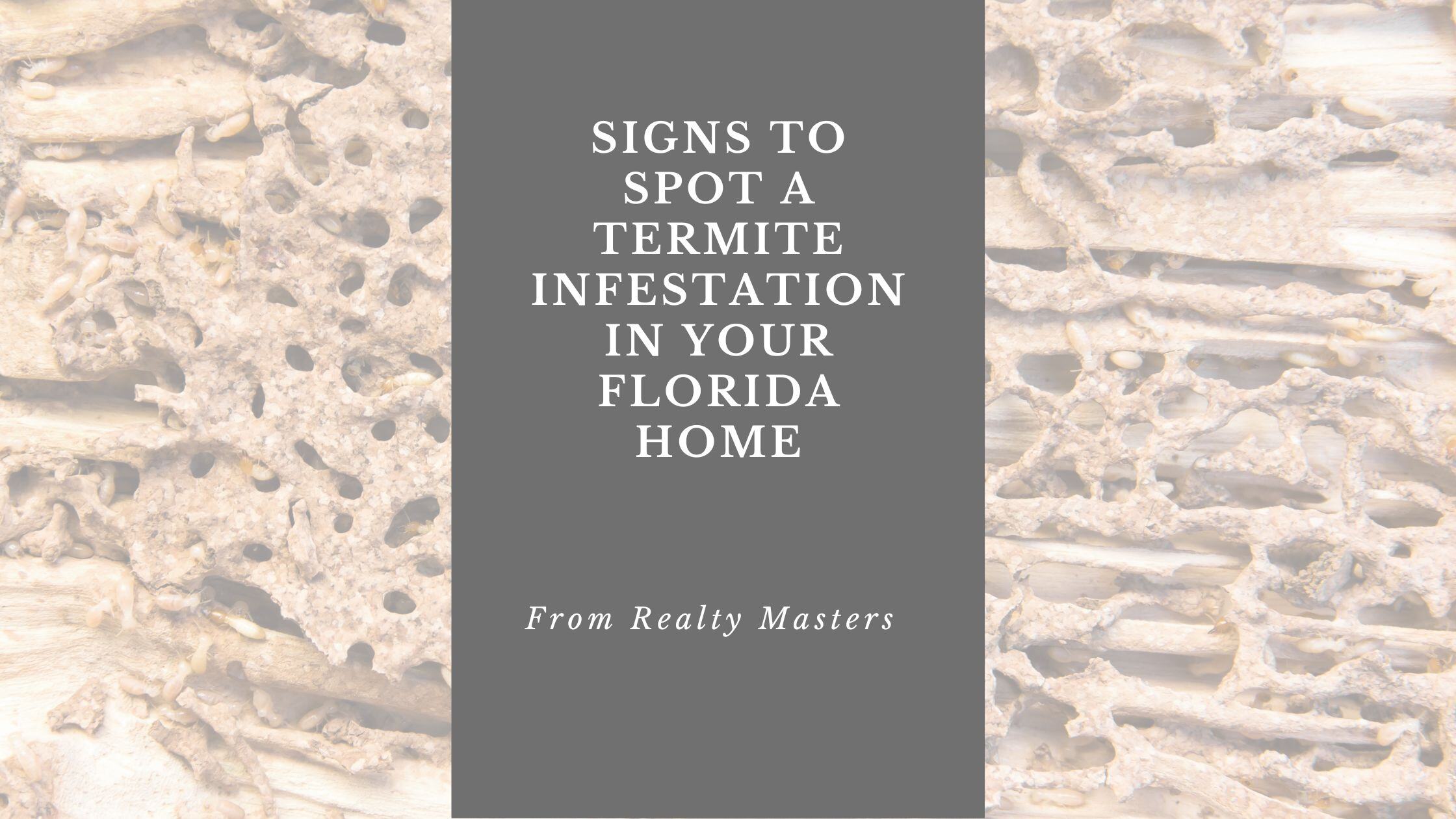 How to Spot Termite Infestations in Your Florida Home